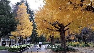 日本の紅葉⑨東京大學校園銀杏/日比谷公園/明治神宮外苑銀杏