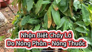 Nhận biết cháy lá trên mai vàng do nóng phân, xịt thuốc hay nấm bệnh để chăm mai tốt hơn