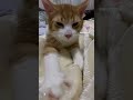 ふみふみが止まらないおもち君🐈♪ cat catshorts catvideos 猫 メインクーン maincoon ふみふみ kneading shorts