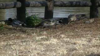 【水元公園の野鳥】ヒドリガモたち餌を食い川へ ～2021年2月7日