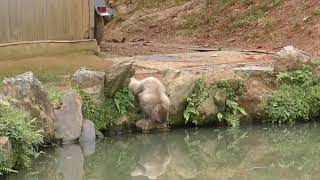 池の水を飲むおさるさん Monkey drinking water from the pond