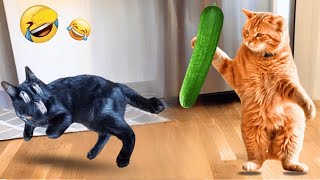 You Laugh You Lose 😹🐶Funniest Dogs and Cats 2025😻