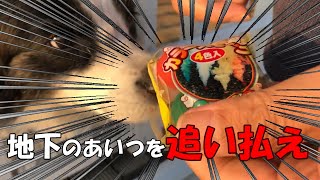 【モグラ退治】これは結構有効かも、ワンコの庭を守ります！！ vlog