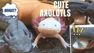 Axolotl's cute video♡ウーパールーパーの様子【混泳水槽】