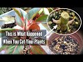 Do This to Your Plants to Promote New Healthy Growth