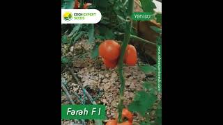 Türkan qəsəbəsində əkilmiş 😋🍅yeni sort pomidor çeşidimiz Fərəh F1