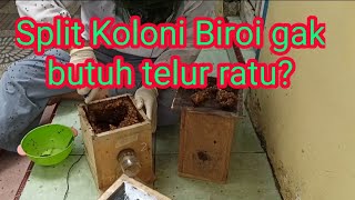 Cara memecah koloni Tetragonula Biroi/ split koloni biroi