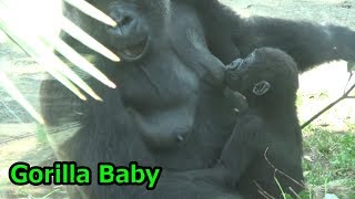 Baby gorilla breast-feed ゴリラの赤ちゃんリキ　授乳【上野動物園】