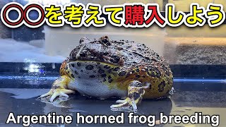 【ベルツノガエル】飼育119 ○○を考えて混入しようArgentine horned frog breeding