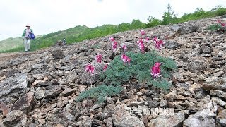 ハイカー迎える　中之条・野反湖で高山植物の女王コマクサが見頃