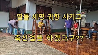 독거노인 라오스 생활기 / 우리집 처녀들 귀향 - 축산업을 준비