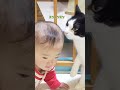 【双子育児】猫ちゃんに𠮟られる長女ちゃん 生後9ヶ月 赤ちゃん 二卵性双生児 twins baby shorts