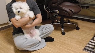 ナデナデされると激よわになる犬！ビションフリーゼ