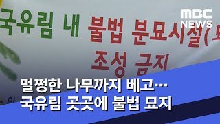 멀쩡한 나무까지 베고…국유림 곳곳에 불법 묘지 (2019.07.06/뉴스데스크/MBC)