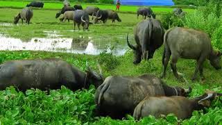 Cambodian Buffaloes