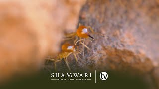 Termites: The Tiny Eco-warriors of the Bush