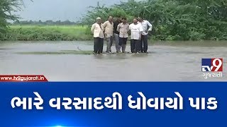 Rajkot: Heavy rain destroys groundnut crops | TV9GujaratiNews