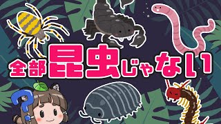 【実は違う】クモは昆虫じゃない！？昆虫と虫と鋏角類の違い