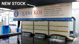 Queni koi New stock (KOI POND) (KOI DEALER)