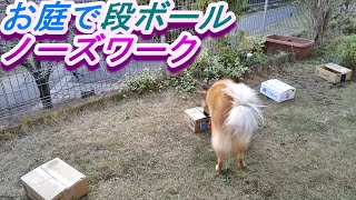 雑種犬風愛ちゃん\u0026鈴ちゃんの「お庭で段ボールノーズワーク」