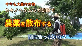 【家庭菜園】間に合った？カキノヘタムシガ防除で農薬散布