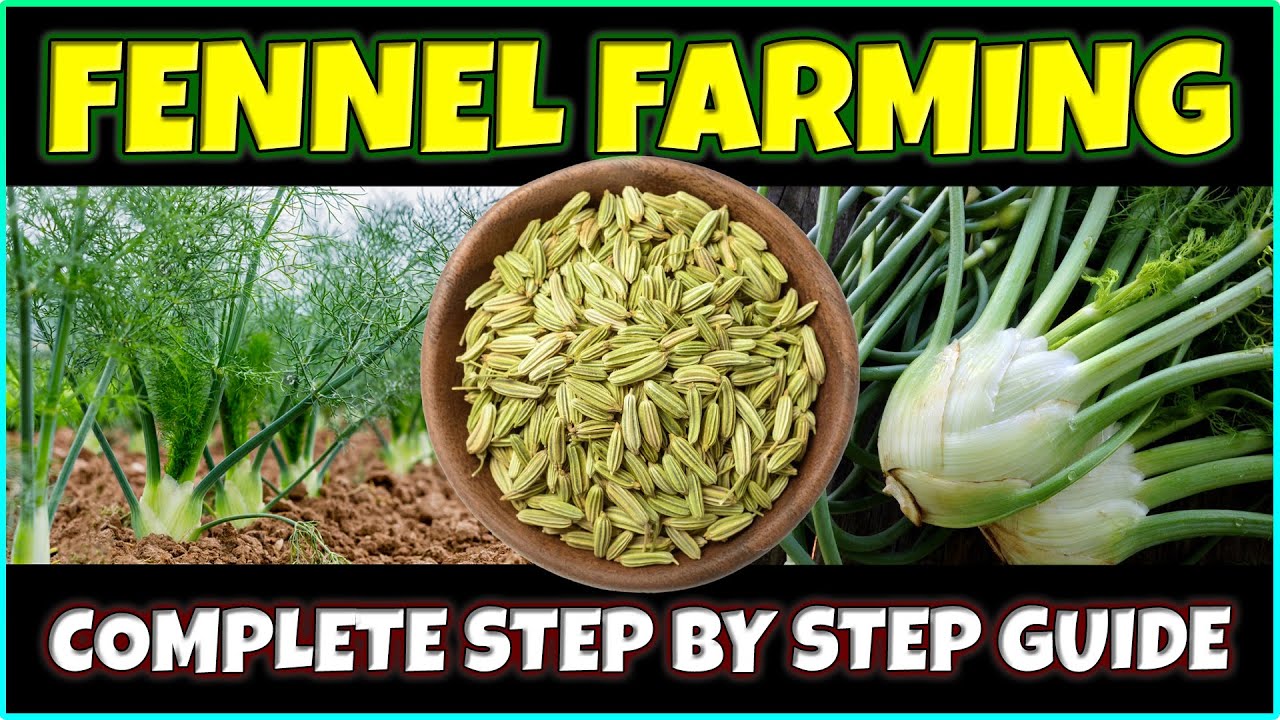 Fennel Farming (Complete Guide) | How To Grow Fennel Plants From Seeds ...