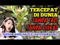 NONTON INI !! ANDA LANGSUNG MAHIR SAMBUNG PUCUK, CARA BARU TANPA DIIKAT, TERMUDAH-TERCEPAT-TERBUKTI