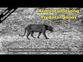 Harimau Kumbang di zon E..!!