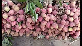 லிச்சி பழம் நன்மைகள் / Litchi Fruit: Health Benefits, Nutrition.Parrys Market/ பூக்கடை மார்க்கெட்.