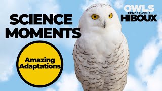Amazing Adaptations of Owls