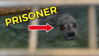 These Seals Are In Prison! #shorts