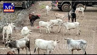 తుని మార్కెట్ లో ఎద్దు బీభత్సం || Bull mischief in Tuni market...