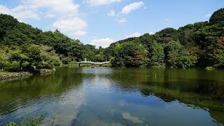 2017 町田　薬師池公園　初秋