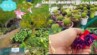 கொடைக்கானல் இப்படி ஒரு nursery | விலை இவ்வளவு குறைவு | exotic plant