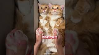 养猫不玩，将毫无意义 #新手养猫 #pets #养猫经验 #cat #萌宠 #宠物知识  #宠物生活 #猫咪 #喵星人