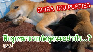 EP.24 ฝึกลูกหมาแรกเกิดเข้าเต้าดูดนม | Ryoko The Shiba