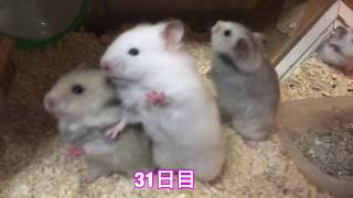 ハムスター　女子達大喜び・・・お母さんと5日ぶりの再会！　（３１．３２日目）　 Hamster　หนูแฮมสเตอร์　criceto