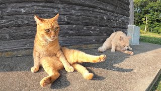 🐈いつも仲良しの茶トラ猫とミルクティ猫が仲良く毛繕いをするカワイイ猫動画🐈