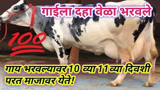 गाय, म्हैस दहा दिवसांत, 12दिवसांत माजावर येत असेल तर काय उपाय करावा? 🤔🐄🐃