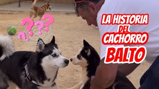 LA HISTORIA DEL CACHORRO BALTO