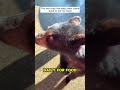 this bear was rescued by a kind man rescue bear