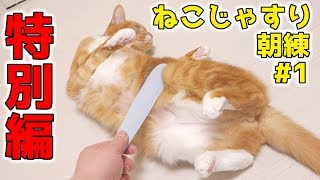 【特別編】「ねこじゃすり」を我が家の猫ズが気に入るまでのトレーニング #1