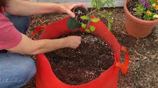 Growing Tomatoes in Containers • Tips \u0026 Recommendations with Niki Jabbour