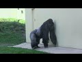 シャバーニと息子キヨマサ 78 dad shabani u0026 son kiyomasa