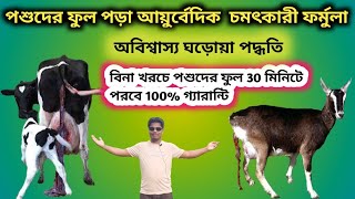 পশুদের ফুল পড়ার চমৎকারী ঘরোয়া চিকিৎসা। retention of placenta in cow, goat and sheep