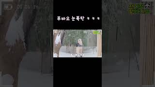 눈폭탄맞은 푸바옹 ㅋㅋㅋ