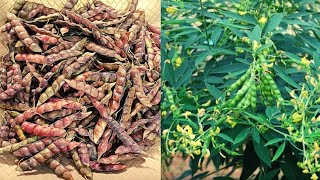 Thomara payar //Pigeon peas stir fry //Beenasfoodcourt and vlogs/thomara പയർ മെഴുക്കു പുരട്ടി