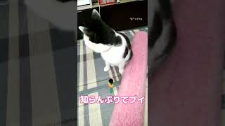 ストレッチボールで爪とぎ注意の猫反応😼#shorts