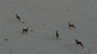 25.02.2025 - Wild life and Sunset in Tusnad Harghita: A Drone's Perspective.