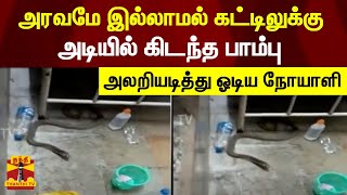 அரவமே இல்லாமல் கட்டிலுக்கு அடியில் கிடந்த பாம்பு - அலறியடித்து ஓடிய நோயாளி | Snake